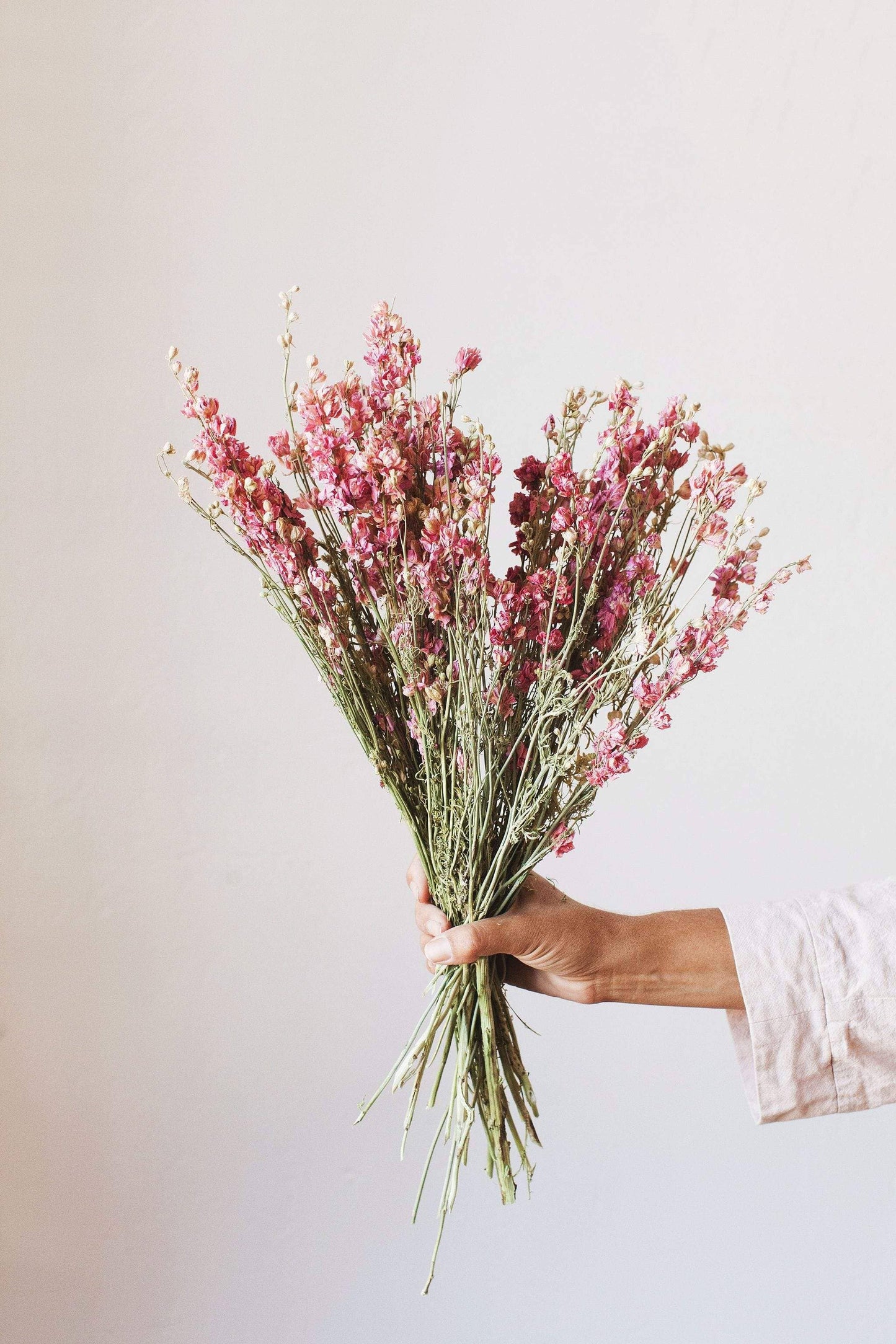 Pink Larkspur