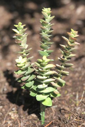 Faux Crassula Tricolor Necklace Succulent