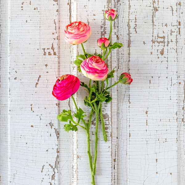 Summer Ranunculus Stem