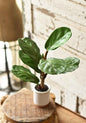 15" Fiddle Leaf Fig