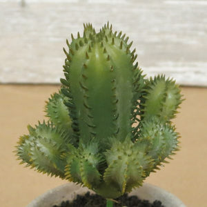 Faux Cactus Succulent