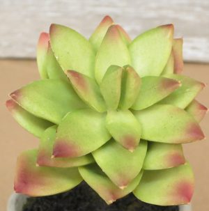 Faux Echeveria Red Edge(Medium) Succulent