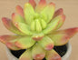 Faux Echeveria Red edge Succulent(LG)